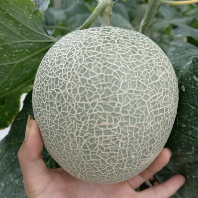 G Melon
